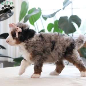 Oaklynn, Mini Bernedoodle Puppy